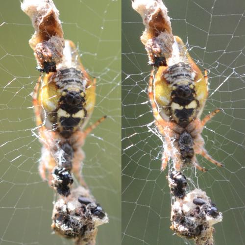 Cyclosa conica